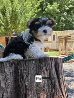 Po, a male Yorkshire Terrier for sale in Las Vegas, NV – 1 of 7