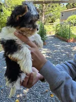 Spot, a male Yorkshire Terrier for sale in Las Vegas, NV – 3 of 6