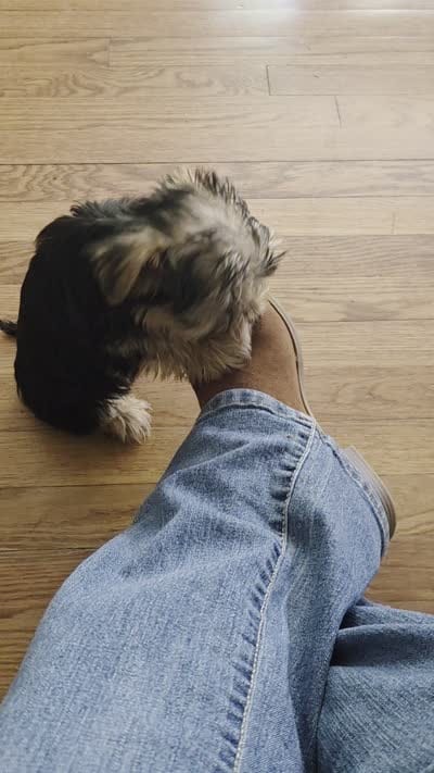 Brownie, a male Yorkshire Terrier for sale in Las Vegas, NV – 7 of 7