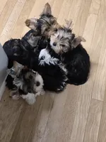 Spot, a male Yorkshire Terrier for sale in Las Vegas, NV – 2 of 6