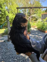 Lucy, a female Yorkshire Terrier for sale in Las Vegas, NV – 6 of 7