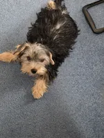 Droopy, a male Yorkshire Terrier for sale in Las Vegas, NV – 8 of 8