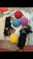 Chloe, a female Yorkshire Terrier for sale in Cape Coral, FL – 6 of 6