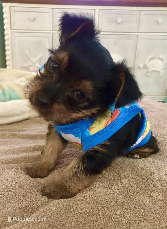 Brutus – Yorkshire Terrier puppy for sale in Cape Coral, FL