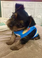 Brutus, a male Yorkshire Terrier for sale in Cape Coral, FL – 1 of 10