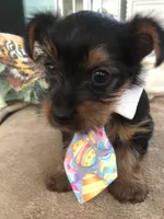 Brutus, a male Yorkshire Terrier for sale in Cape Coral, FL – 3 of 10