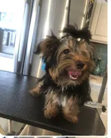 Brutus, a male Yorkshire Terrier for sale in Cape Coral, FL – 5 of 10