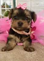 Chloe, a female Yorkshire Terrier for sale in Cape Coral, FL – 3 of 6