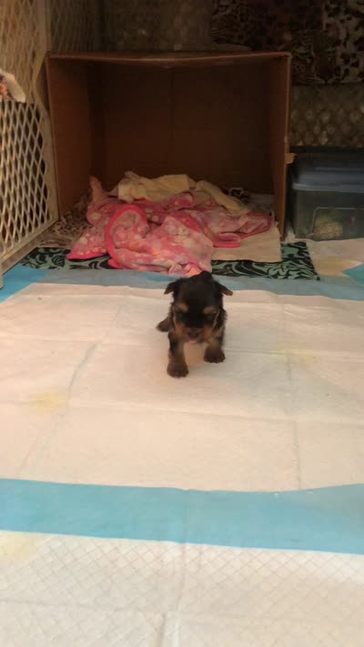 Brutus, a male Yorkshire Terrier for sale in Cape Coral, FL – 8 of 10