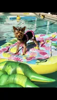 Chloe, a female Yorkshire Terrier for sale in Cape Coral, FL – 4 of 6