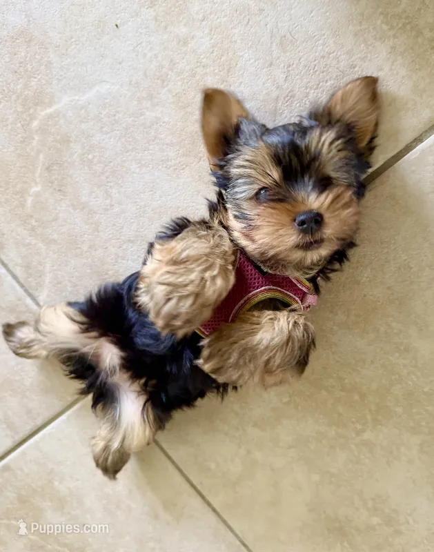 Chloe – Yorkshire Terrier puppy for sale in Cape Coral, FL
