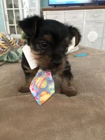 Brutus, a male Yorkshire Terrier for sale in Cape Coral, FL – 2 of 10