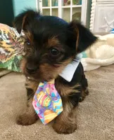 Brutus, a male Yorkshire Terrier for sale in Cape Coral, FL – 4 of 10