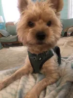 Brutus, a male Yorkshire Terrier for sale in Cape Coral, FL – 6 of 10