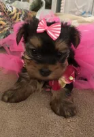 Chloe, a female Yorkshire Terrier for sale in Cape Coral, FL – 2 of 6