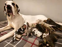 Great dane puppies, a female Great Dane for sale in Warren, OH – 1 of 8