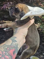 Great dane puppies, a female Great Dane for sale in Warren, OH – 8 of 8