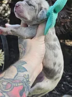 Great dane puppies, a female Great Dane for sale in Warren, OH – 5 of 8