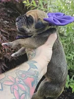 Great dane puppies, a female Great Dane for sale in Warren, OH – 2 of 8