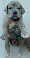 Teal collar, a female Great Dane for sale in Warren, OH – 1 of 2