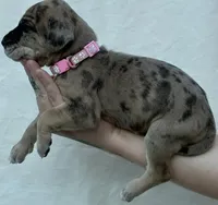 Light pink collar, a female Great Dane for sale in Warren, OH – 2 of 2