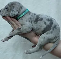 Teal collar, a female Great Dane for sale in Warren, OH – 2 of 2
