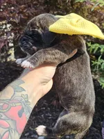 Great dane puppies, a female Great Dane for sale in Warren, OH – 4 of 8