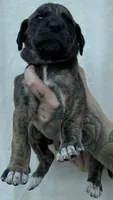 Yellow collar, a female Great Dane for sale in Warren, OH – 2 of 2