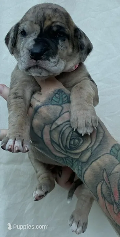 Light pink collar – Great Dane puppy for sale in Warren, OH