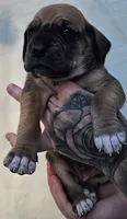 White collar, a female Great Dane for sale in Warren, OH – 1 of 2