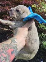 Great dane puppies, a female Great Dane for sale in Warren, OH – 7 of 8