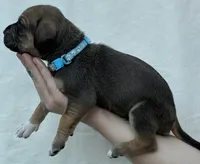 Light blue collar , a female Great Dane for sale in Warren, OH – 1 of 2