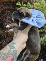 Great dane puppies, a female Great Dane for sale in Warren, OH – 3 of 8
