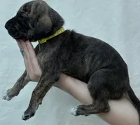 Yellow collar, a female Great Dane for sale in Warren, OH – 1 of 2