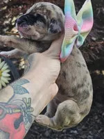 Great dane puppies, a female Great Dane for sale in Warren, OH – 6 of 8