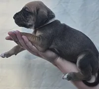 White collar, a female Great Dane for sale in Warren, OH – 2 of 2