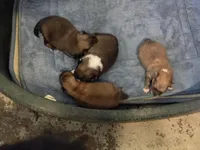 Sheeba's pups, a male Pomeranian for sale in Grand Saline, TX – Photo 1 of 4