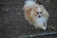 Sheeba's pups, a male Pomeranian for sale in Grand Saline, TX – Photo 3 of 4