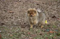 AKC Poppy, a female Pomeranian for sale in Grand Saline, TX – Photo 3 of 10