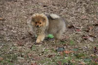 AKC Poppy, a female Pomeranian for sale in Grand Saline, TX – Photo 2 of 10