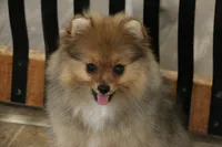AKC Poppy, a female Pomeranian for sale in Grand Saline, TX – Photo 8 of 10