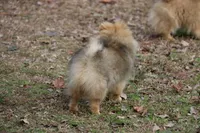 AKC Poppy, a female Pomeranian for sale in Grand Saline, TX – Photo 4 of 10