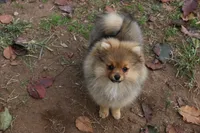 AKC Poppy, a female Pomeranian for sale in Grand Saline, TX – Photo 6 of 10