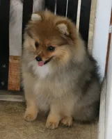 AKC Poppy, a female Pomeranian for sale in Grand Saline, TX – Photo 7 of 10