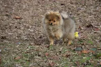 AKC Poppy, a female Pomeranian for sale in Grand Saline, TX – Photo 5 of 10