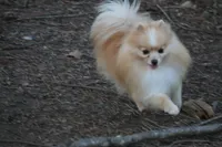 AKC Poppy, a female Pomeranian for sale in Grand Saline, TX – Photo 10 of 10