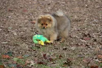 AKC Poppy, a female Pomeranian for sale in Grand Saline, TX – Photo 1 of 10