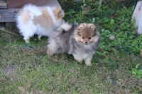 SOLD Simon, a male Pomeranian for sale in Grand Saline, TX – Photo 3 of 10