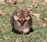 SOLD Simon, a male Pomeranian for sale in Grand Saline, TX – Photo 8 of 10