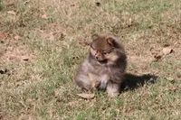 SOLD Simon, a male Pomeranian for sale in Grand Saline, TX – Photo 9 of 10
